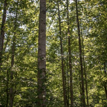 Lot V84 - Land Shot 1 Lot V84 - Land Shot 1